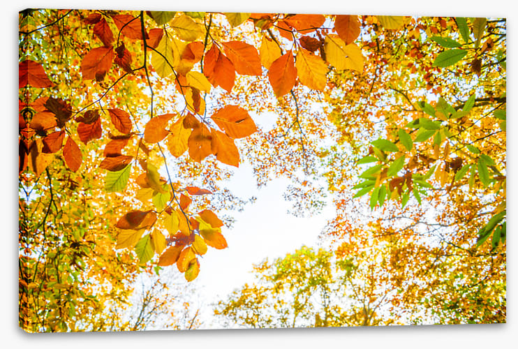 An autumn sky