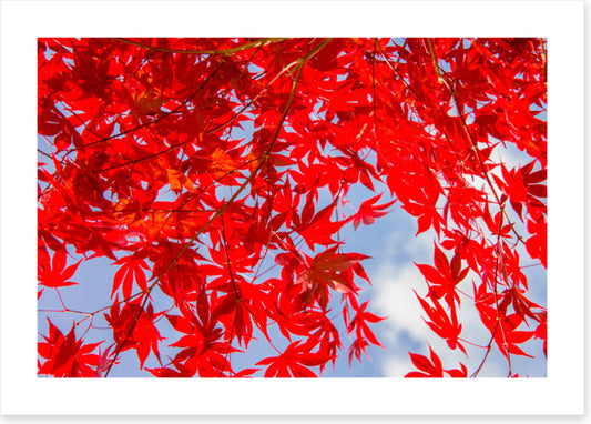 Leaves