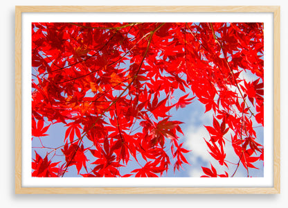 Leaves