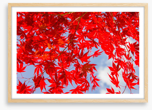 Leaves