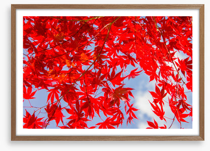 Leaves