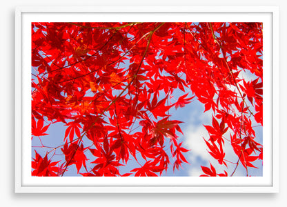 Leaves
