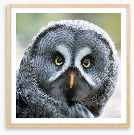 Eyes of the hunter