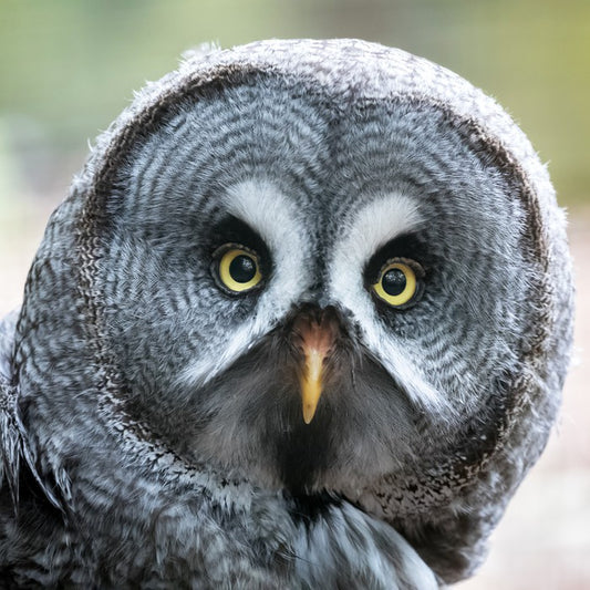 Eyes of the hunter
