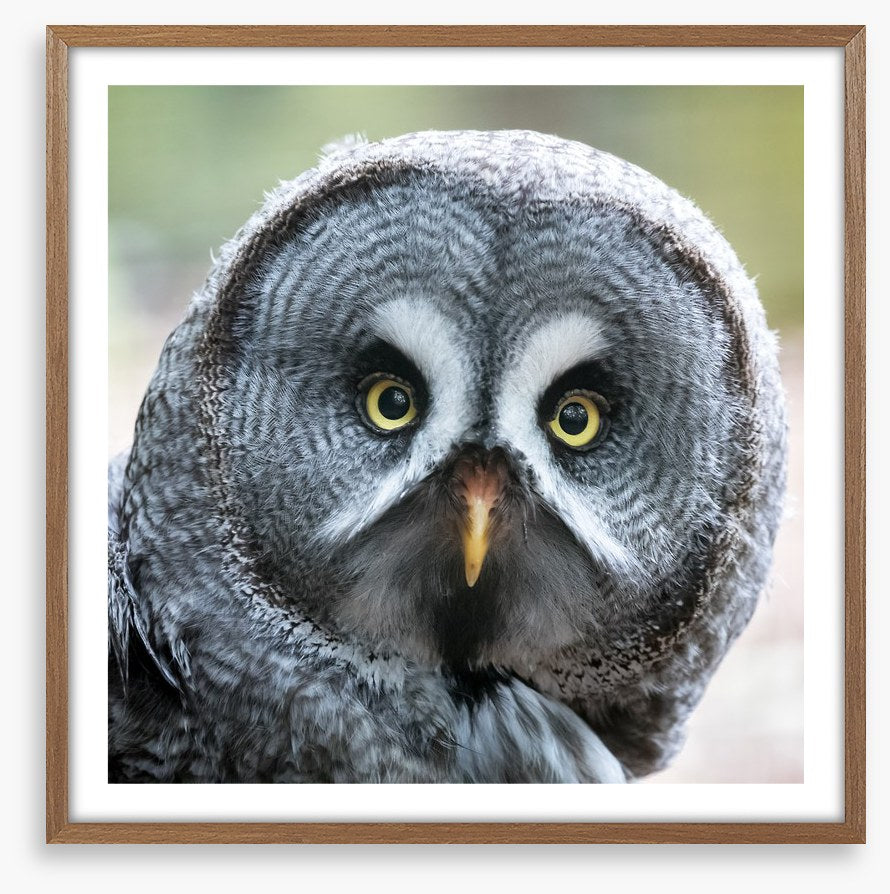 Eyes of the hunter