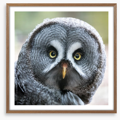Eyes of the hunter