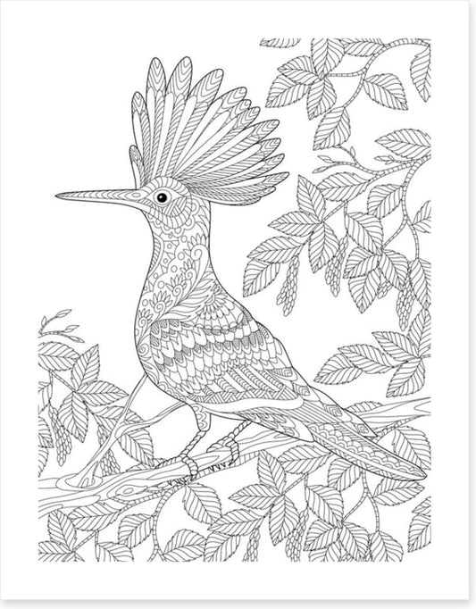Colour me hoopoe