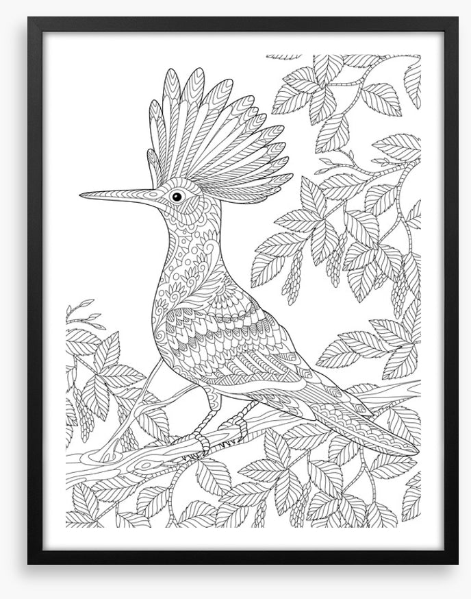 Colour me hoopoe