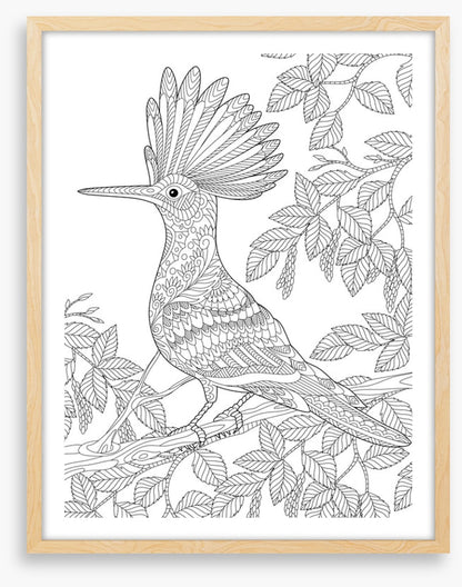 Colour me hoopoe