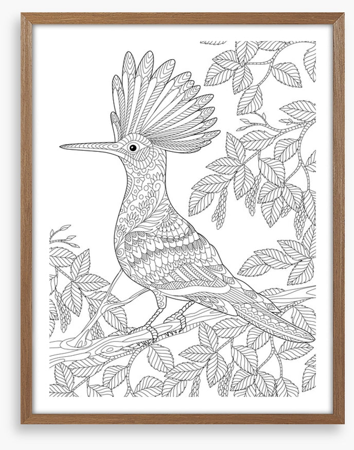 Colour me hoopoe