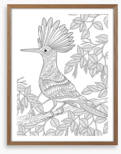 Colour me hoopoe
