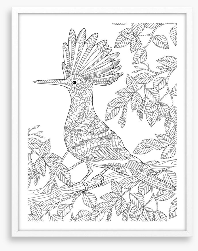 Colour me hoopoe