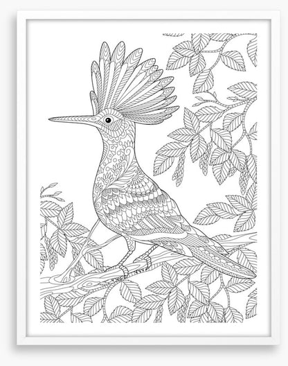Colour me hoopoe