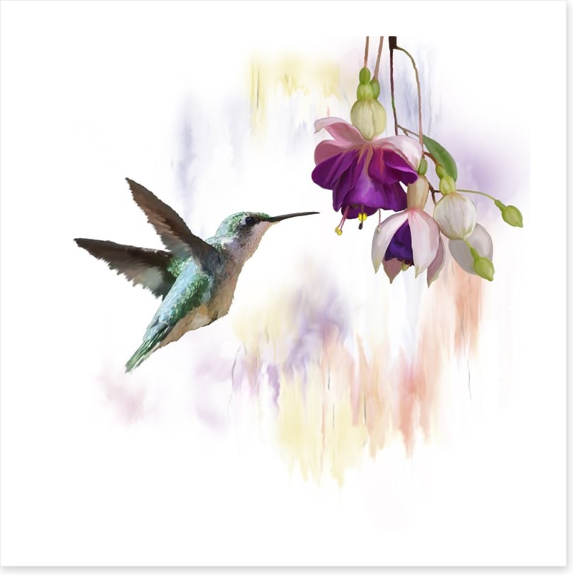 Fuchsia and flight