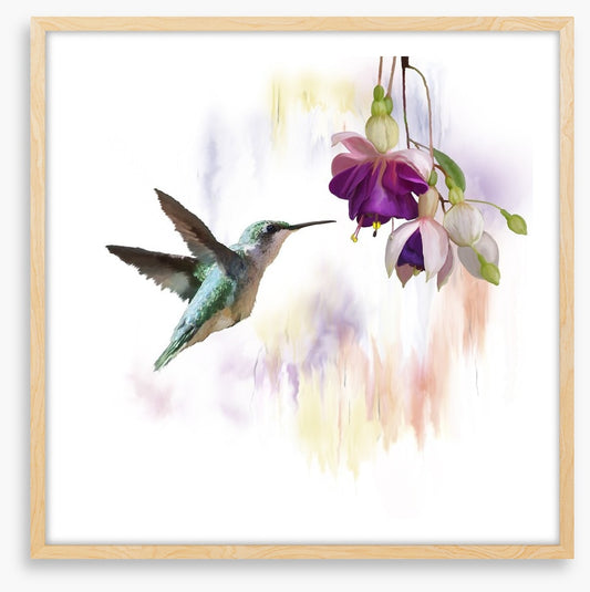 Fuchsia and flight