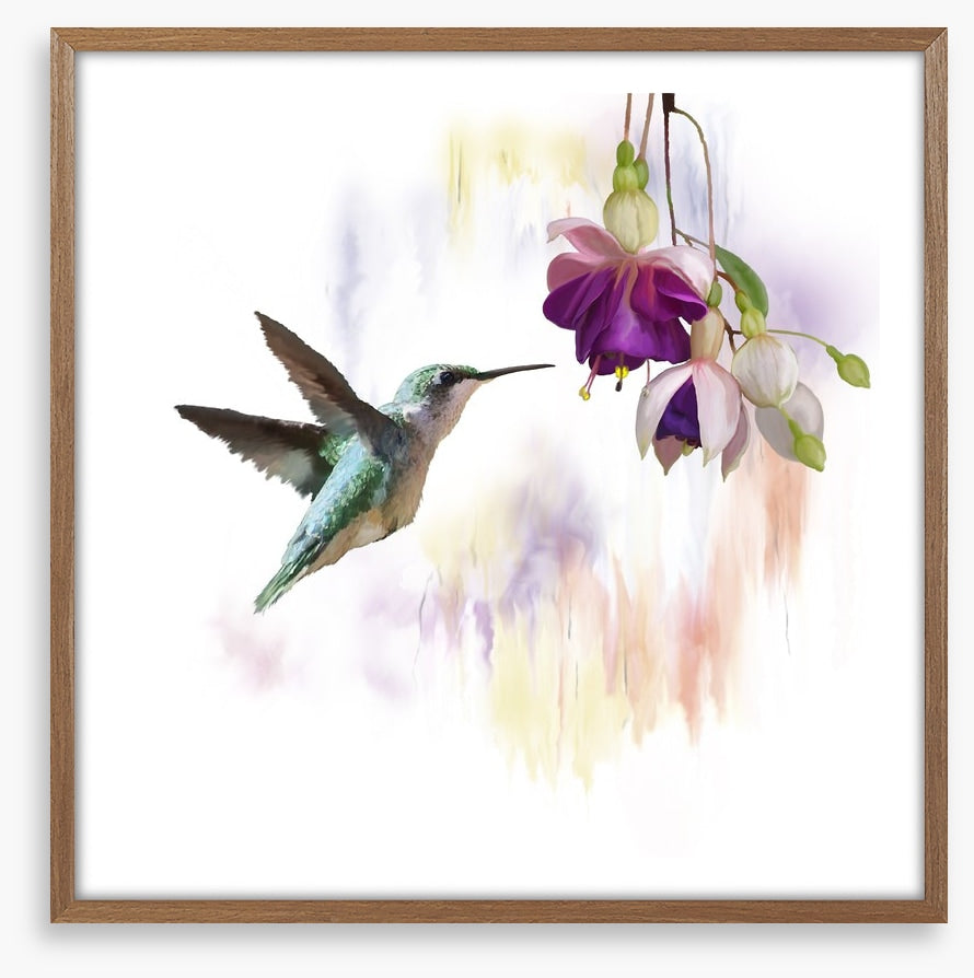 Fuchsia and flight