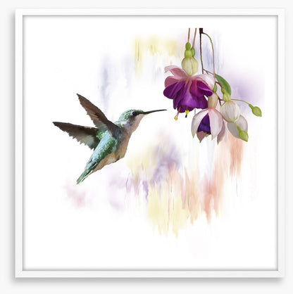 Fuchsia and flight