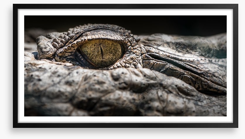 Reptiles / Amphibian