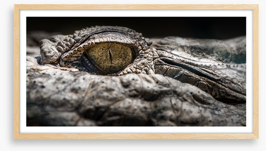 Reptiles / Amphibian