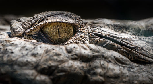 Reptiles / Amphibian