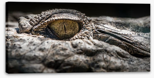 Reptiles / Amphibian
