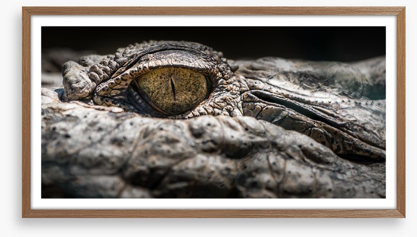 Reptiles / Amphibian