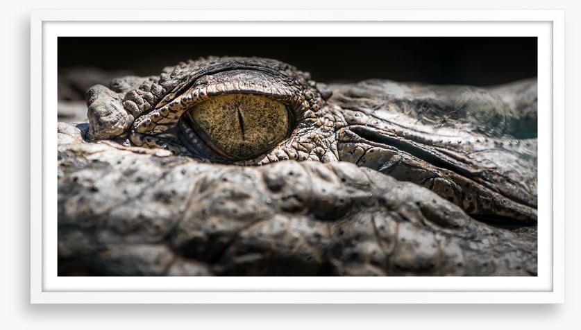 Reptiles / Amphibian