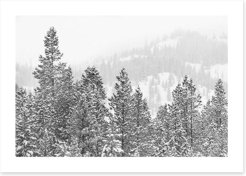 Conifers in the cold
