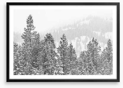 Conifers in the cold