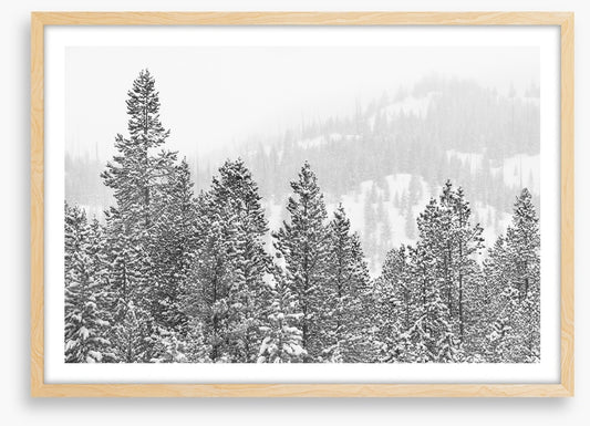 Conifers in the cold