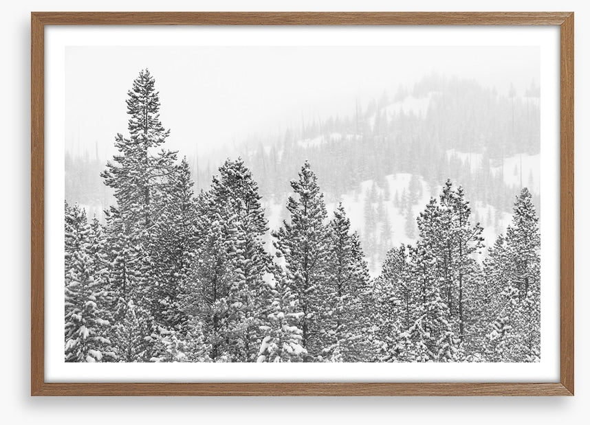 Conifers in the cold