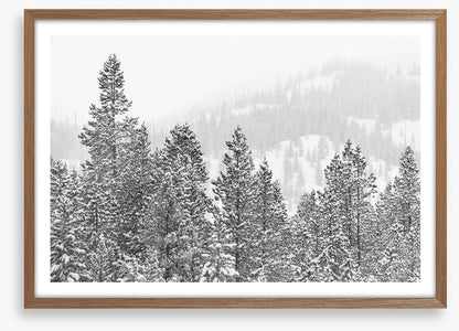 Conifers in the cold
