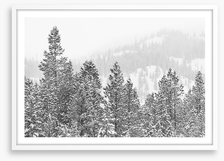 Conifers in the cold