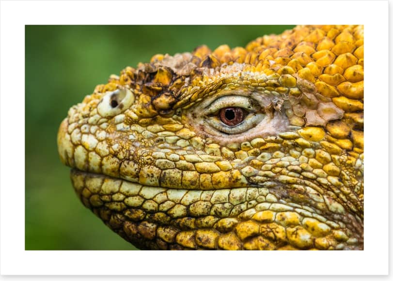Reptiles / Amphibian