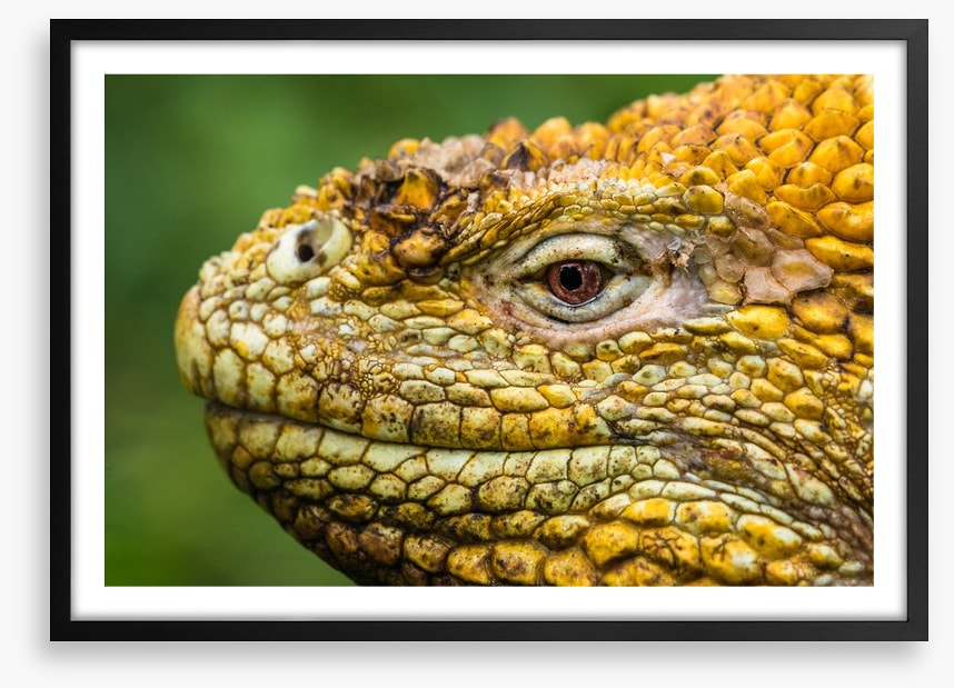 Reptiles / Amphibian