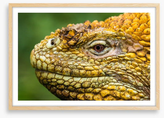 Reptiles / Amphibian