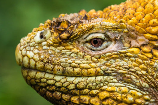 Reptiles / Amphibian