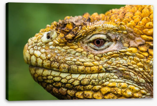 Reptiles / Amphibian