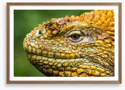 Reptiles / Amphibian