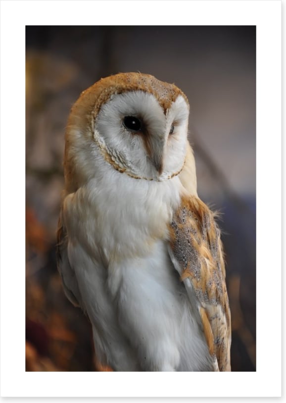 Owl eyes on you