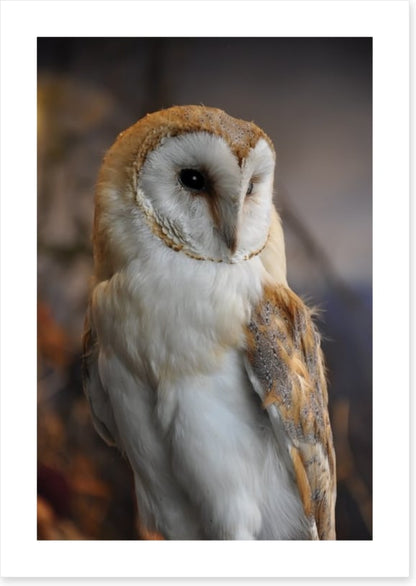 Owl eyes on you