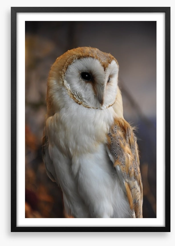 Owl eyes on you