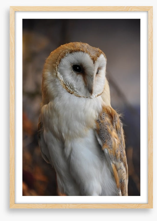 Owl eyes on you