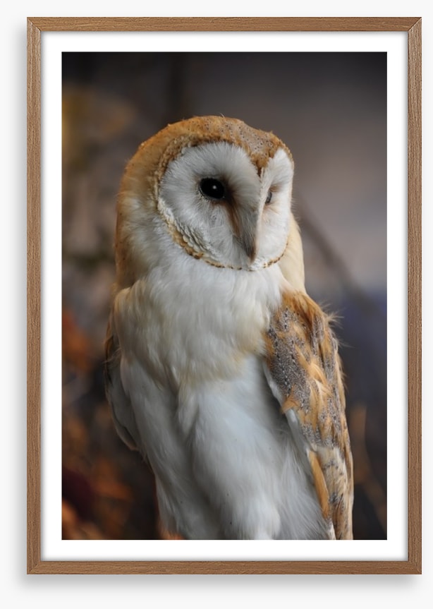 Owl eyes on you