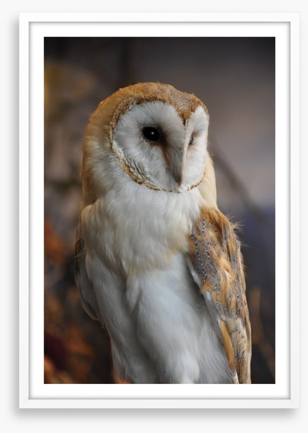 Owl eyes on you