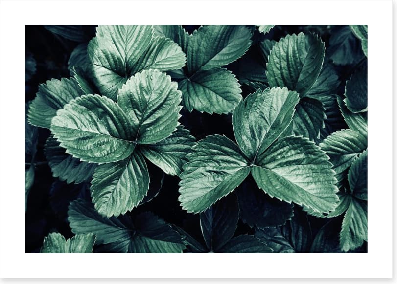 Leaves