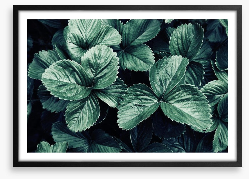 Leaves