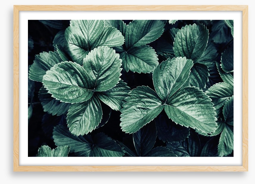 Leaves