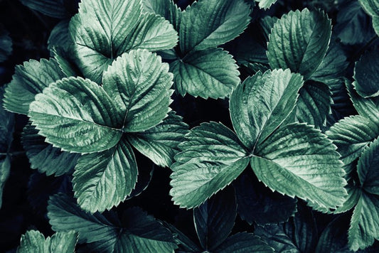 Leaves