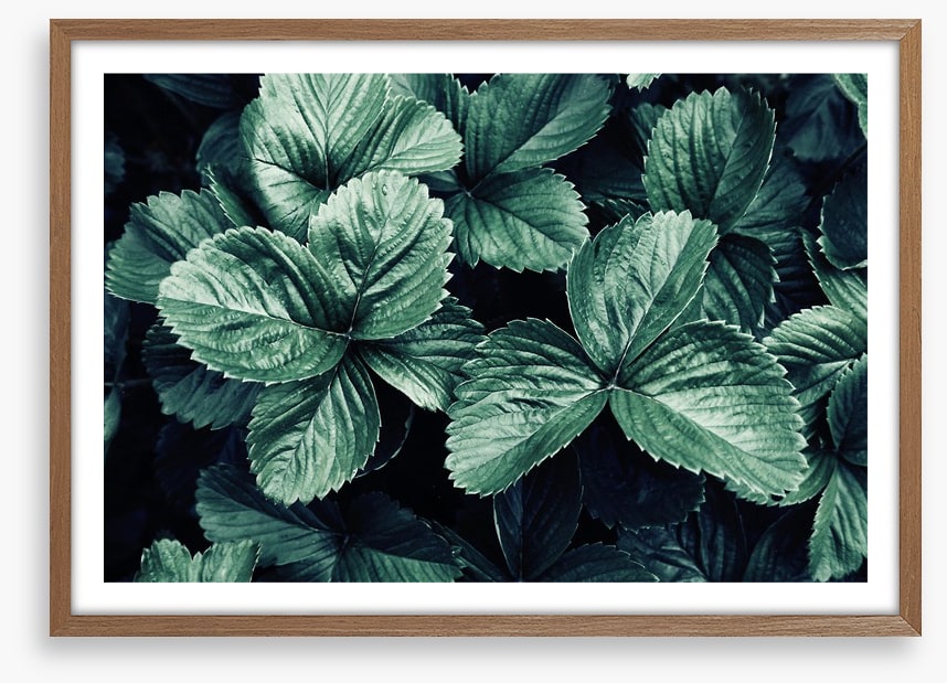 Leaves